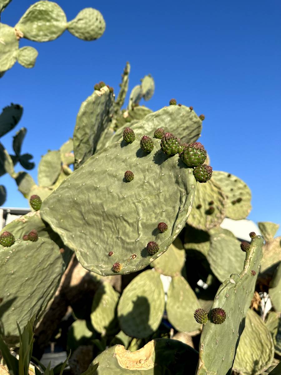 AZ