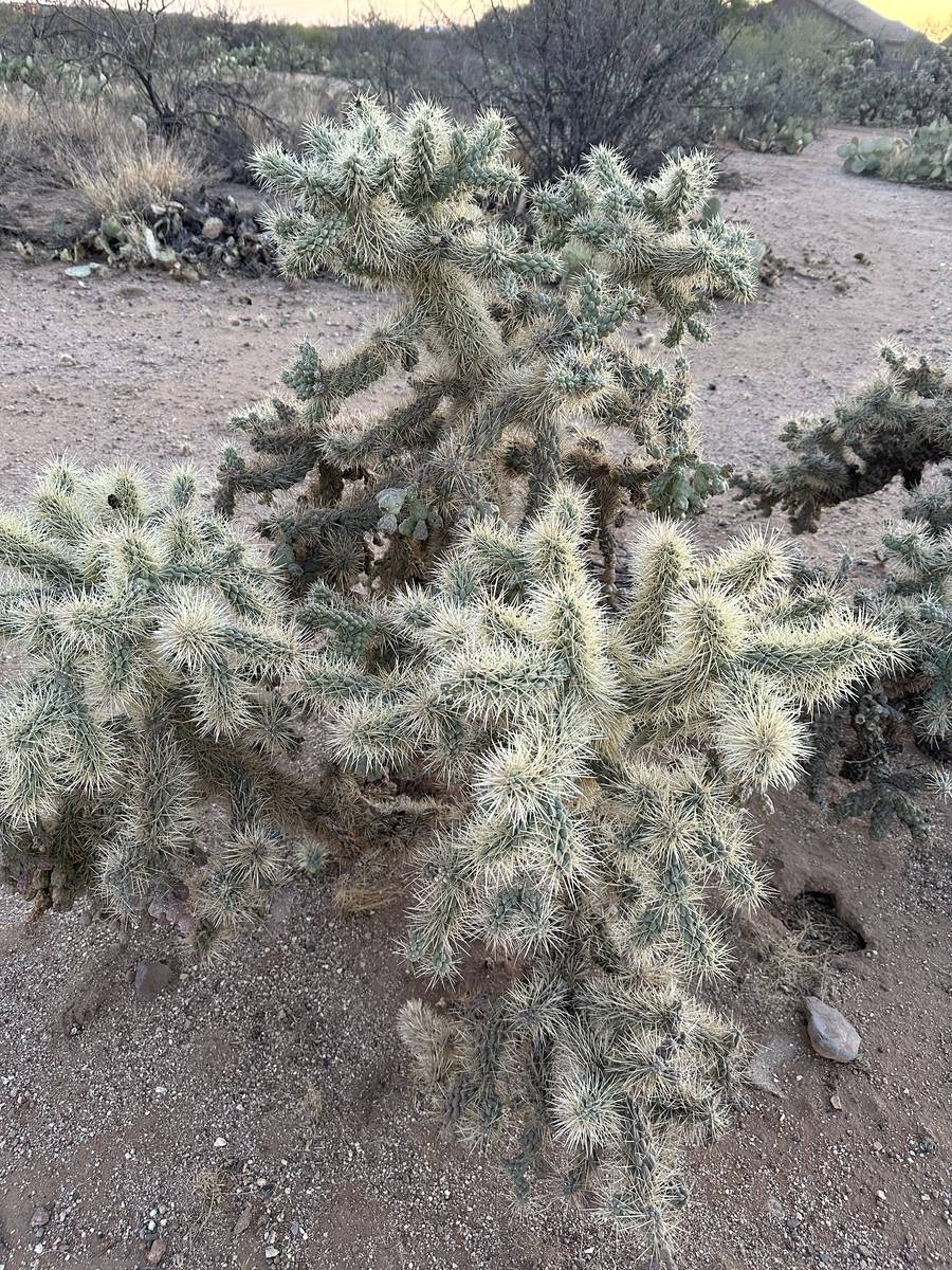 AZ
