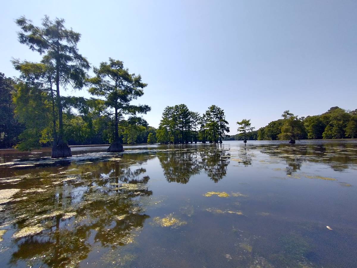 cypress