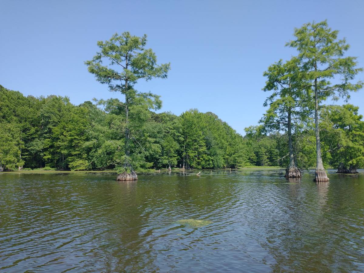 cypress