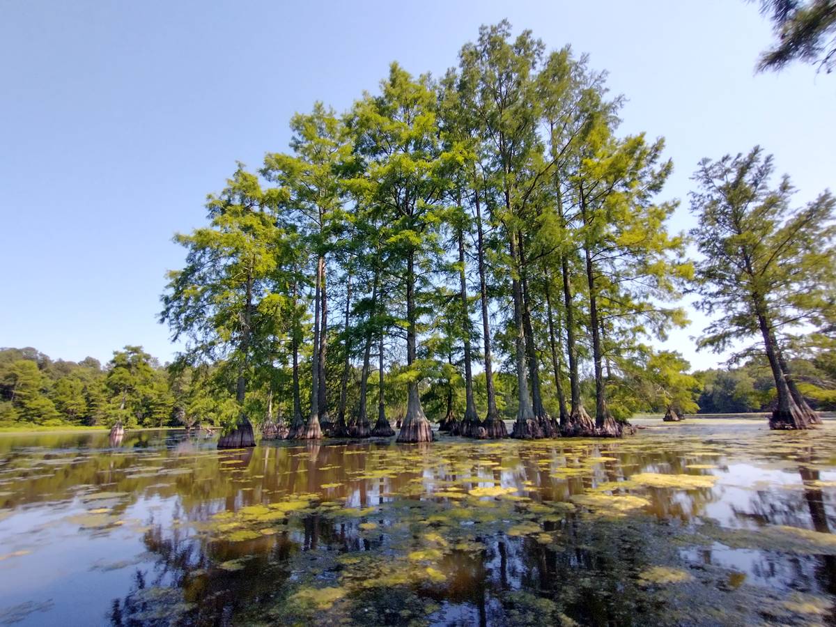 cypress