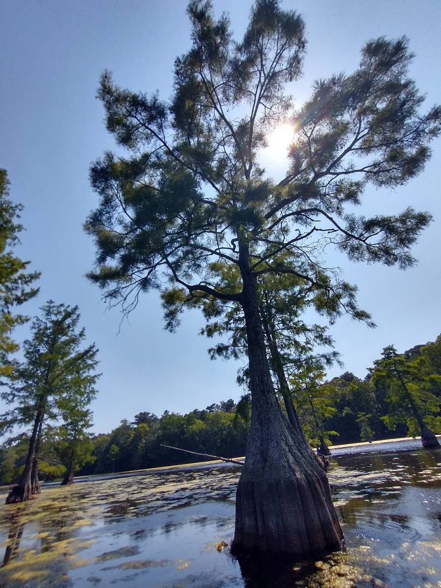 cypress