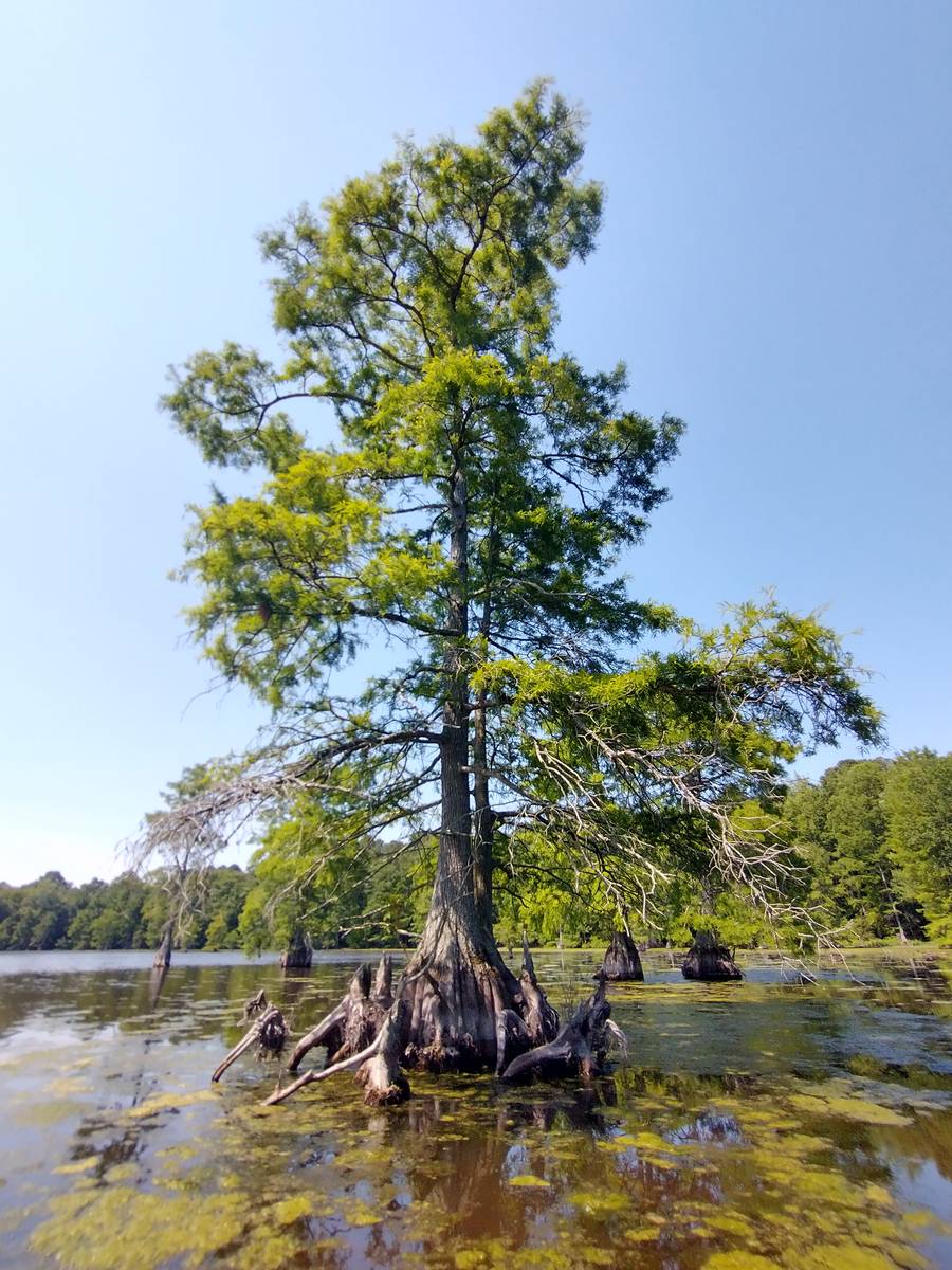 cypress