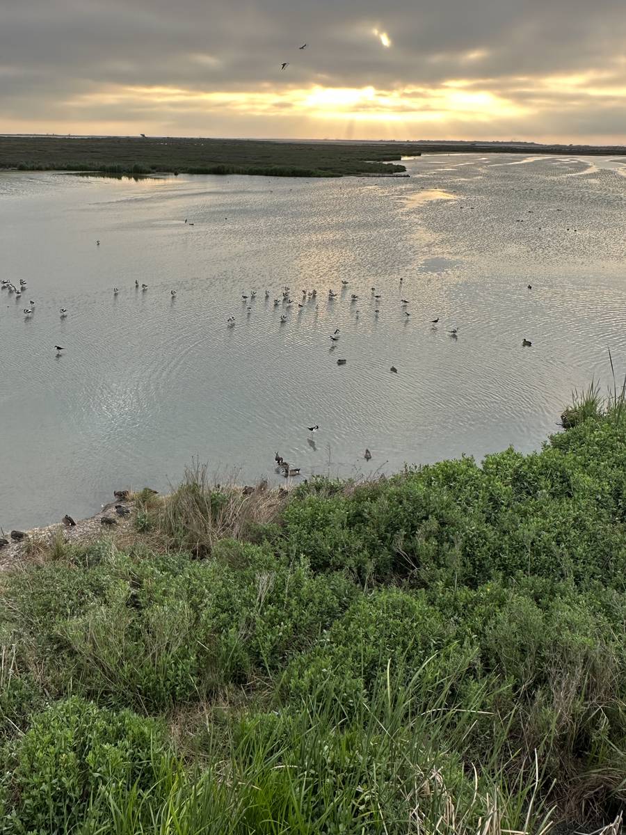 TX