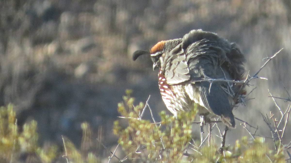 AZ