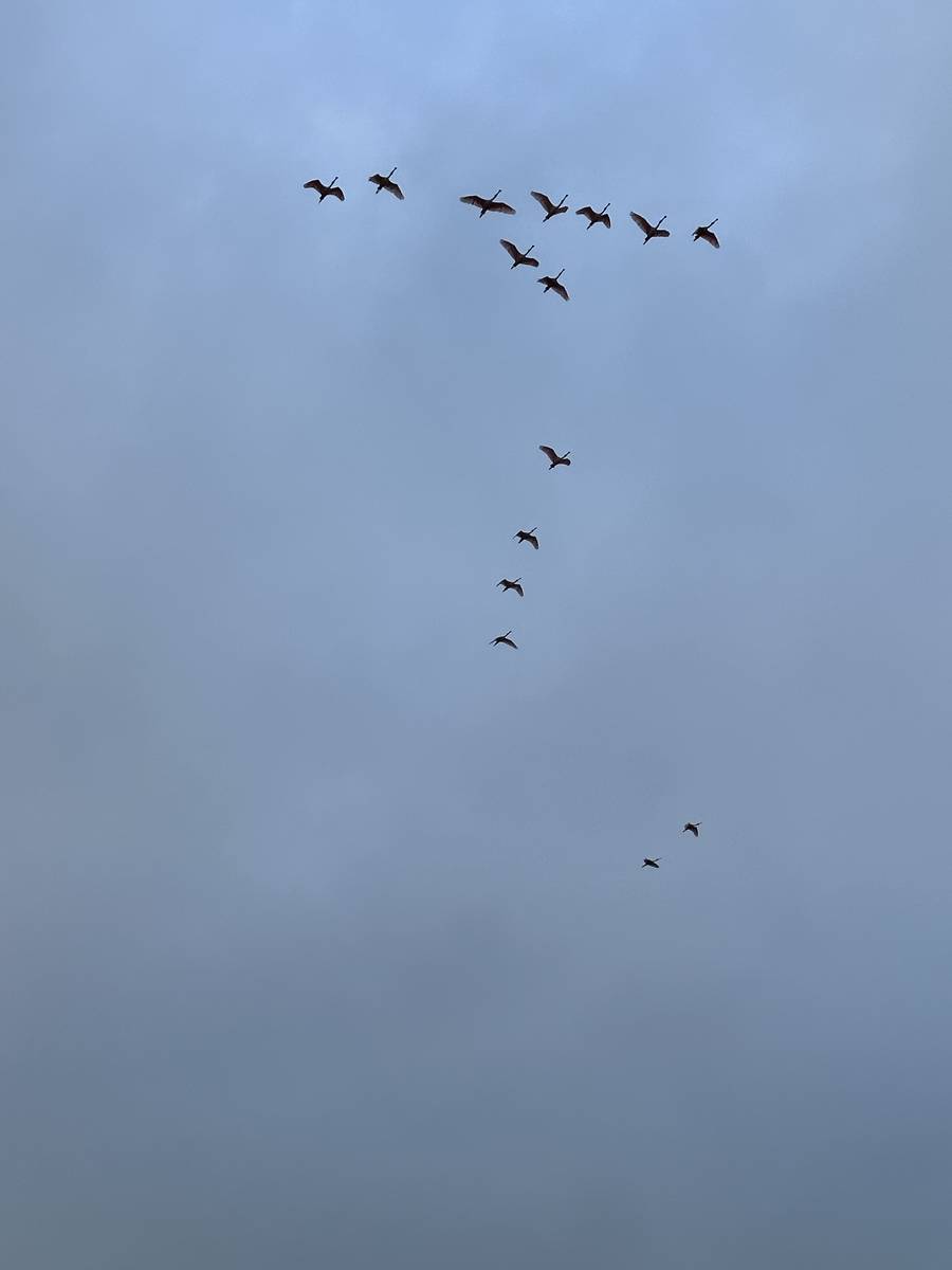 TX