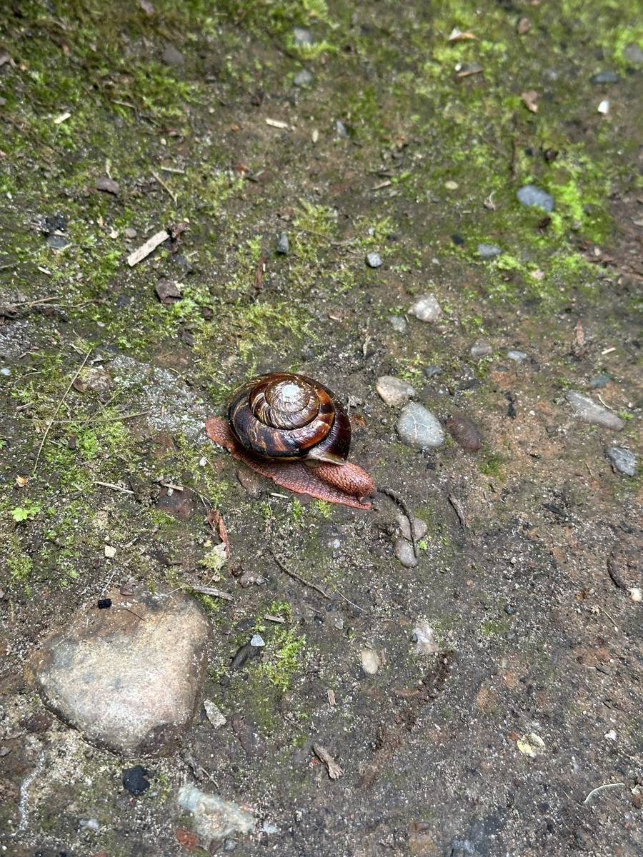 snail at Dash Point