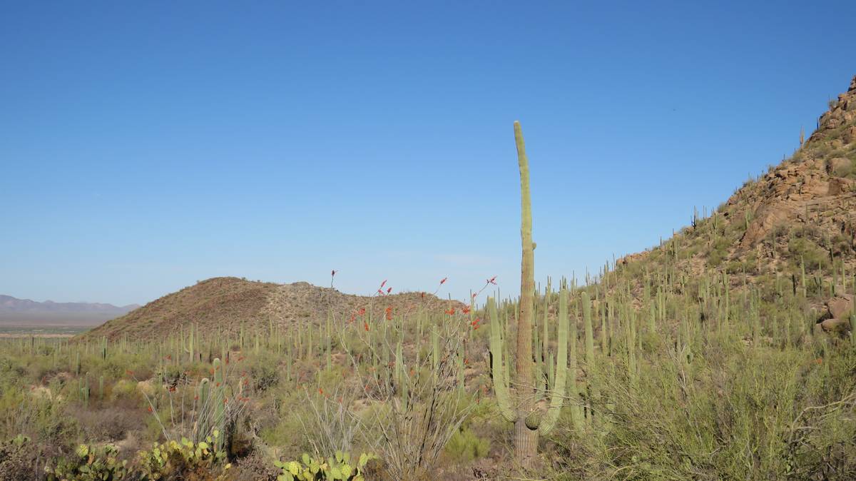 AZ