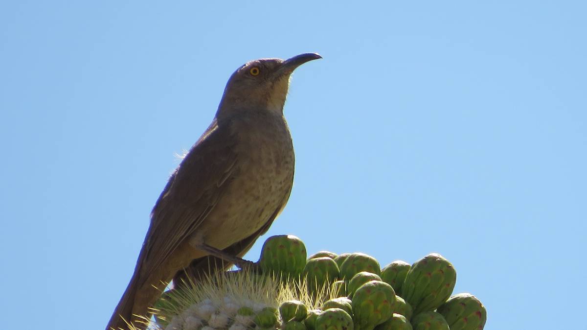 AZ