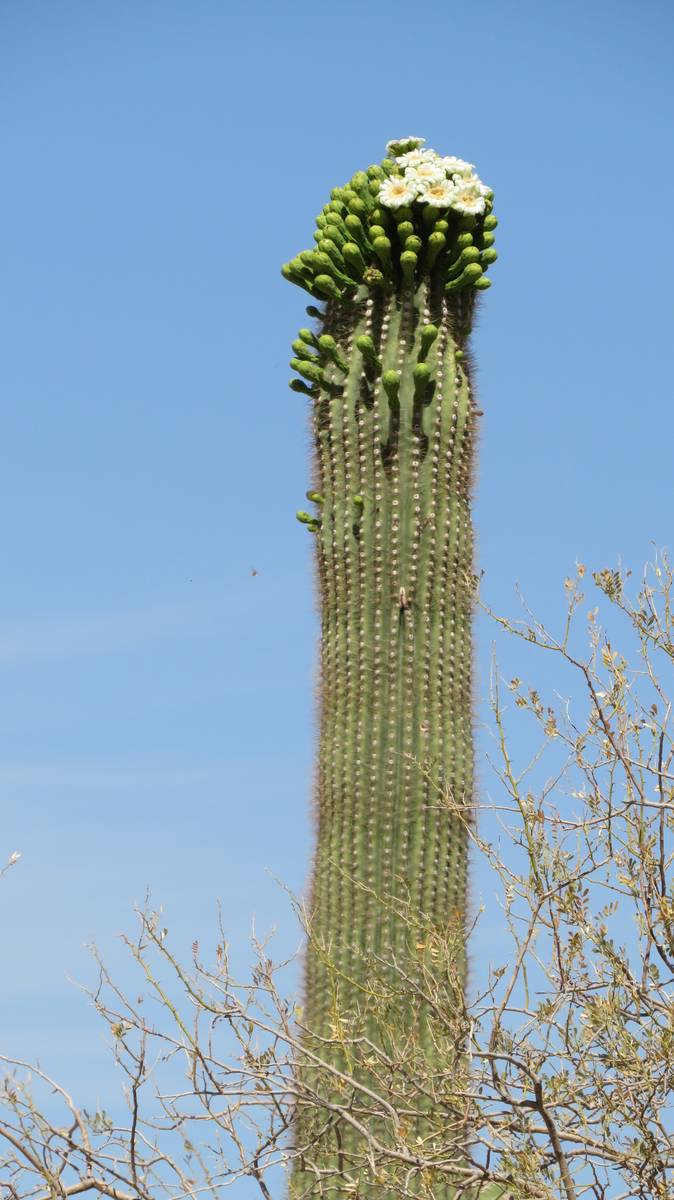 AZ