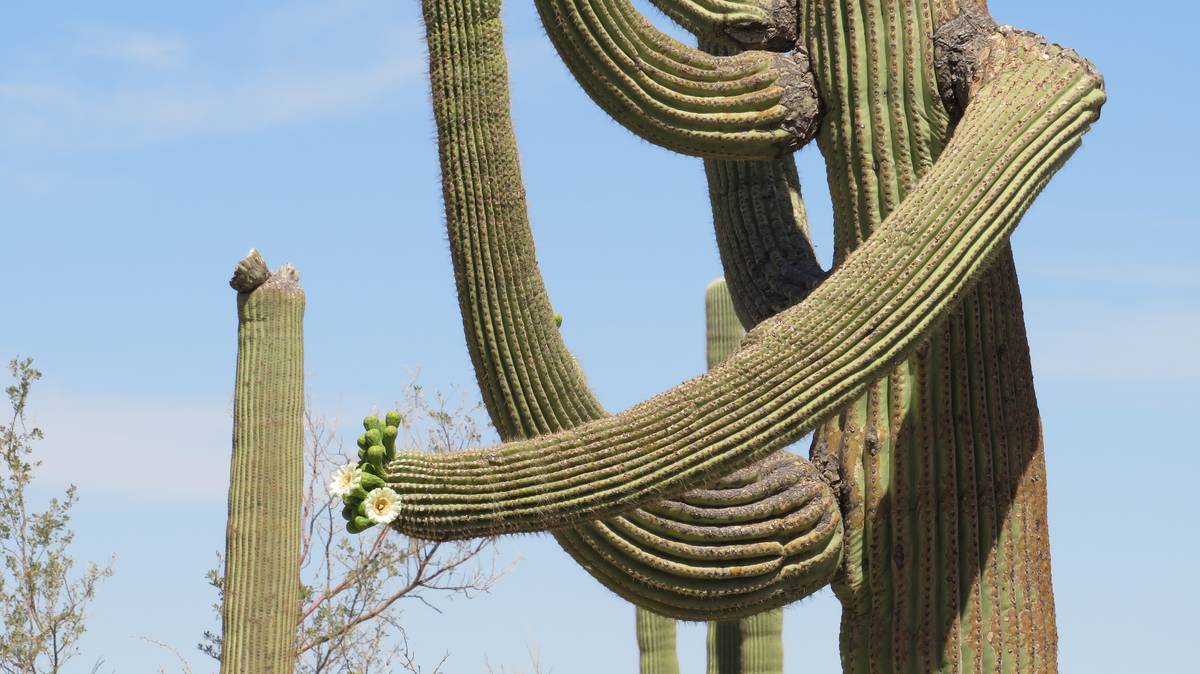 AZ